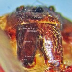 Sicariidae: Brown Recluse Spider (Loxosceles reclusa); Showing male chelicerae, fangs, lamina, connective membrane, Annotated; Collected on 101510 at Home of Jane T., Joplin, MO--Photographed 08 Dec 2010 Sicariidae: Brown Recluse Spider (Loxosceles reclusa); Showing male chelicerae, fangs, lamina, connective membrane, Annotated; Collected on 101510 at Home of Jane T., Joplin, MO--Photographed 08 Dec 2010