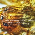 Sicariidae: Brown Recluse Spider (Loxosceles reclusa); Closeup of pars cephalica, Showing eye details, Annotated; Collected on 101510 at Home of Jane T., Joplin, MO--Photographed 08 Dec 2010 Sicariidae: Brown Recluse Spider (Loxosceles reclusa); Closeup of pars cephalica, Showing eye details, Annotated; Collected on 101510 at Home of Jane T., Joplin, MO--Photographed 08 Dec 2010