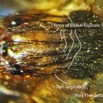 Sicariidae: Brown Recluse Spider (Loxosceles reclusa); Showing pars cephalica, fovea, dorsal cephalic hairs, Annotated; Collected on 101510 at Home of Jane T., Joplin, MO--Photographed 08 Dec 2010 Sicariidae: Brown Recluse Spider (Loxosceles reclusa); Showing pars cephalica, fovea, dorsal cephalic hairs, Annotated; Collected on 101510 at Home of Jane T., Joplin, MO--Photographed 08 Dec 2010