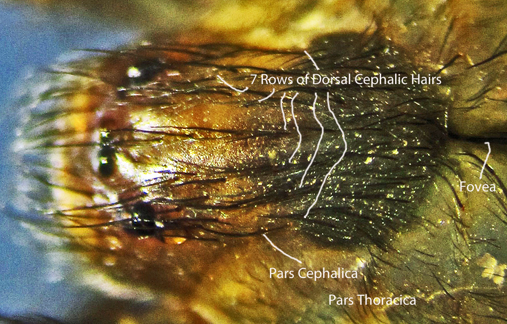 eye diagram fovea. Sicariidae: Brown Recluse