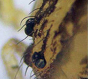 Scytodidae: spitting spider (Scytodes); eyes; Laura, Austin, TX--12.13.2008 Scytodidae: Spitting Spider (Sytodes thoracica); eyes; Laura, Austin, TX--12.13.2008
