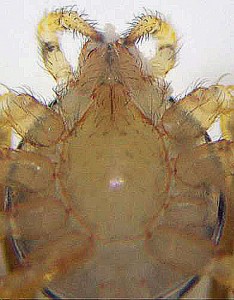 Scytodidae: spitting spider (Scytodes); Ventral prosoma; Laura, Austin, TX--12.13.2008 Scytodidae: Spitting Spider (Sytodes thoracica); Ventral prosoma; Laura, Austin, TX--12.13.2008