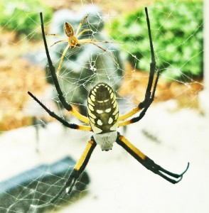 081510 141026 Araneidae: yellow garden spider (Argiope aurantia); dorsal female, ventral male; Amy P., Ponder TX 081510 141026 Araneidae: yellow garden spider (Argiope aurantia); dorsal female, ventral male; Amy P., Ponder TX