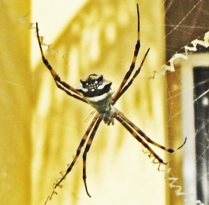 Araneidae: silver garden spider (Argiope argentata): dorsum; Kathryn H., Bonaire, Netherlands Antilles---11 Feb 2011 Araneidae: silver garden spider (Argiope argentata): dorsum; Kathryn H., Bonaire, Netherlands Antilles---11 Feb 2011
