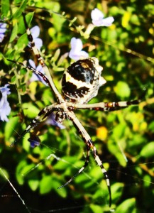 Araneidae: silver garden spider (Argiope argentata): ventrum; Kathryn H., Bonaire, Netherlanda Antilles---11 Feb 2011 Araneidae: silver garden spider (Argiope argentata): ventrum; Kathryn H., Bonaire, Netherlanda Antilles---11 Feb 2011