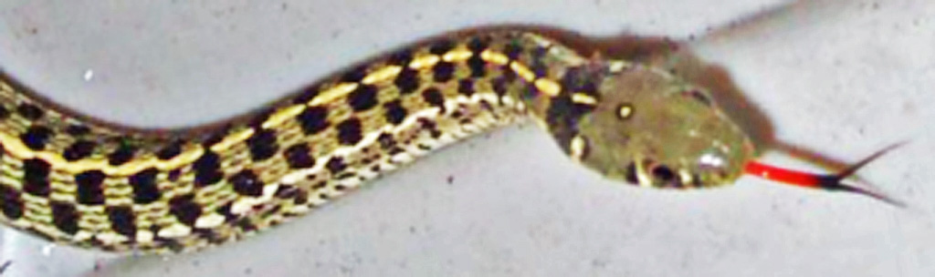 Checkered Garter Snake