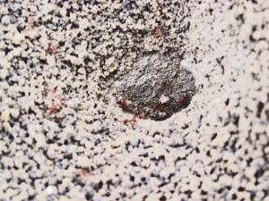 Formicidae: Pheidole spp. ant mound entrance; Palmetto state park, Gonzales, Texas; Janet FB---22 Jan 2010 Formicidae: Pheidole spp. ant mound entrance; Palmetto state park, Gonzales, Texas; Janet FB---22 Jan 2010