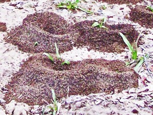 Formicidae: Pheidole spp. ant mounds in the Palmetto state park, Gonzales, Texas; Janet FB---22 Jan 2010 Formicidae: Pheidole spp. ant mounds in the Palmetto state park, Gonzales, Texas; Janet FB---22 Jan 2010