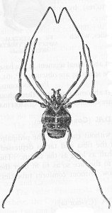 Opiliones Cynorta sayii per Comstock 1912 Opiliones: Cynorta sayii (from Comstock, 1912)