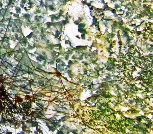 Opiliones: daddy longlegs (harvestmen): individual; Dave R., McKinney Falls State Park, Texas---22 Aug 2010 Opiliones: daddy longlegs (harvestmen): individual; Dave R., McKinney Falls State Park, Texas---22 Aug 2010