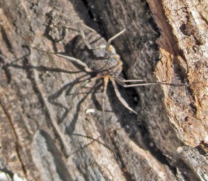Opiliones: harvestman; on tree trunk; Kevin, Junction TX---25 Apr 2010 Opiliones: harvestman; on tree trunk; Kevin, Junction TX---25 Apr 2010