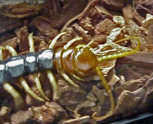 Scolopendridae: giant centipede (Scolopendra heros); head and anterior body; Temple, TX--02 Aug 2002 Scolopendridae: giant centipede (Scolopendra heros); head and anterior body; Temple, TX--02 Aug 2002