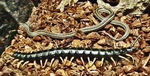 Scolopendridae: giant centipede (Scolopendra heros); dorsum, with lined snake; Temple TX---02 Aug 2002 Scolopendridae: giant centipede (Scolopendra heros); dorsum, with lined snake; Temple TX---02 Aug 2002