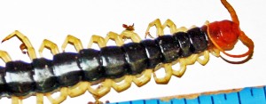 Scolopendridae: giant centipede (Scolopendra heros); anterior half; Linda R., Leakey, TX--24 April 2010 Scolopendridae: giant centipede (Scolopendra heros); anterior half; Linda R., Leakey, TX--24 April 2010