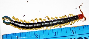 Scolopendridae: giant centepide (Scolopendra heros); body; Linda R., Leakey, TX---24 Apr 2010 Scolopendridae: giant centepide (Scolopendra heros); body; Linda R., Leakey, TX---24 Apr 2010