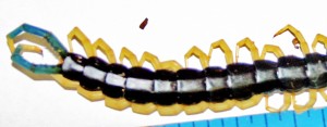 Scolopendridae: giant centipede (Scolopendra heros); posterior half; Linda R., Leakey, TX--24 April 2010 Scolopendridae: giant centipede (Scolopendra heros); posterior half; Linda R., Leakey, TX--24 April 2010