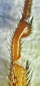 Cyrtaucheniidae: Myrmekiaphila; prolateral metatarsus; Dave P., Cresson, TX---3 Mar 2011