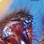 Cyrtaucheniidae: Myrmekiaphila; rastellum, annotated; Dave P,; Cresson, TX---1 Mar 2011