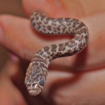 Southern Black Racer (Coluber constrictor priapus) juvenile; John Rose, D.O., D.Ph., Seymour, TX --- 10 Jul 2011