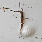 IMG_2047_Walden Marina 20 Sep 2010 tetragnathid with egg mass