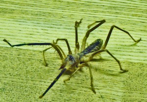 Solifugae: Camel Spider from Afghanistan, frontodorsolateral view --- Jason C., 21 July 2011 Solifugae: Camel Spider from Afghanistan, frontodorsolateral view --- Jason C., 21 July 2011