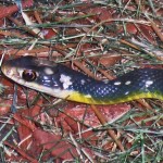 Serpentes: Buttermilk racer (Coluber constrictor anthicus); lateral head and neck; Sara dLR, Tomball, TX --- 28 Aug 2011