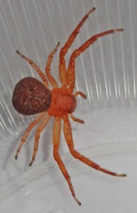 Araneae: Thomisidae: Amanda L., Athens, TX --- 29 Nov 2011