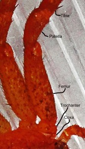 Araneae: Thomisidae: Leg I Femur; Amanda L., Athens, TX --- 29 Nov 2011
