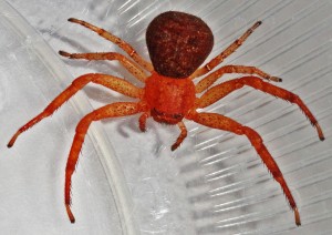 Araneae: Thomisidae: Amanda L., Athens, TX --- 29 Nov 2011