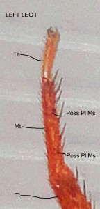 008. Distal Left Leg I