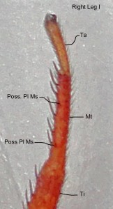 009. Distal Right Leg I