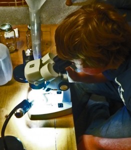 Matt Elenniss examining nematodes under magnification Matt Elenniss examining nematodes under magnification