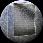 2012 JAN 07 SONY 025 S CAR 19HR 100 DOT Steinernema carpocapsae after 19 hour suspension in 10% DOT/H2O solution.