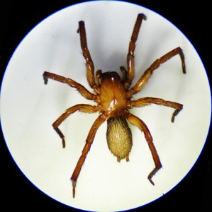 Brown Spider; Annie P,, NW Austin, TX; Habitus