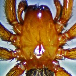 Brown Spider; Annie P,, NW Austin, TX; Carapace