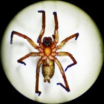 Brown Spider; Annie P,, NW Austin, TX; Ventrum