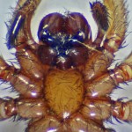 Brown Spider; Annie P,, NW Austin, TX; Ventral Prosoma