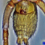 Brown Spider; Annie P,, NW Austin, TX; Ventral Opisthosoma