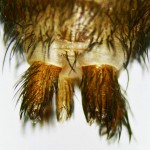 Brown Spider; Annie P,, NW Austin, TX; Ventral Spinnerets