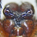 Brown Spider; Annie P,, NW Austin, TX; Entites, Labrum, Distal Chelicerae