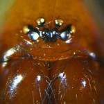 Brown Spider; Annie P,, NW Austin, TX; Eyes, Clypeus, Proximal Chelicerae