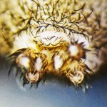 Brown Spider; Annie P,, NW Austin, TX; Posterior Spinnerets, Anus