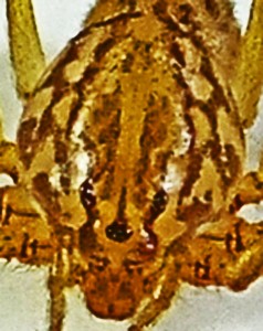 2012 JAN 14 FUJI 069 SCYTODIDAE MEGAN P S AUSTIN TX 12 JAN 2012 FRONTODORSAL CARAPACE Scytodidae: Scytodes: Left Frontodorsal Carapace; Megan P., S. Austin --- 12 Jan 2012