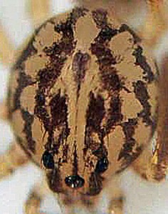 SCYTODIDAE LAURA N AUSTIN 13 DEC 2008 FRONTODORSAL CARAPACE Scytodidae: Scytodes: Left Frontodorsal Carapace; Laura, N. Austin --- 13 Dec 2008