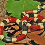 Arizona Coral Snake (Micruroides euryxanthus euryxanthus): Jeff Survoss, USFWS
