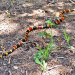 Texas Coral Snake (Micrurus fulvius tener); Body outstretched; Jenny C., 06Apr 2012, Nolanville TX