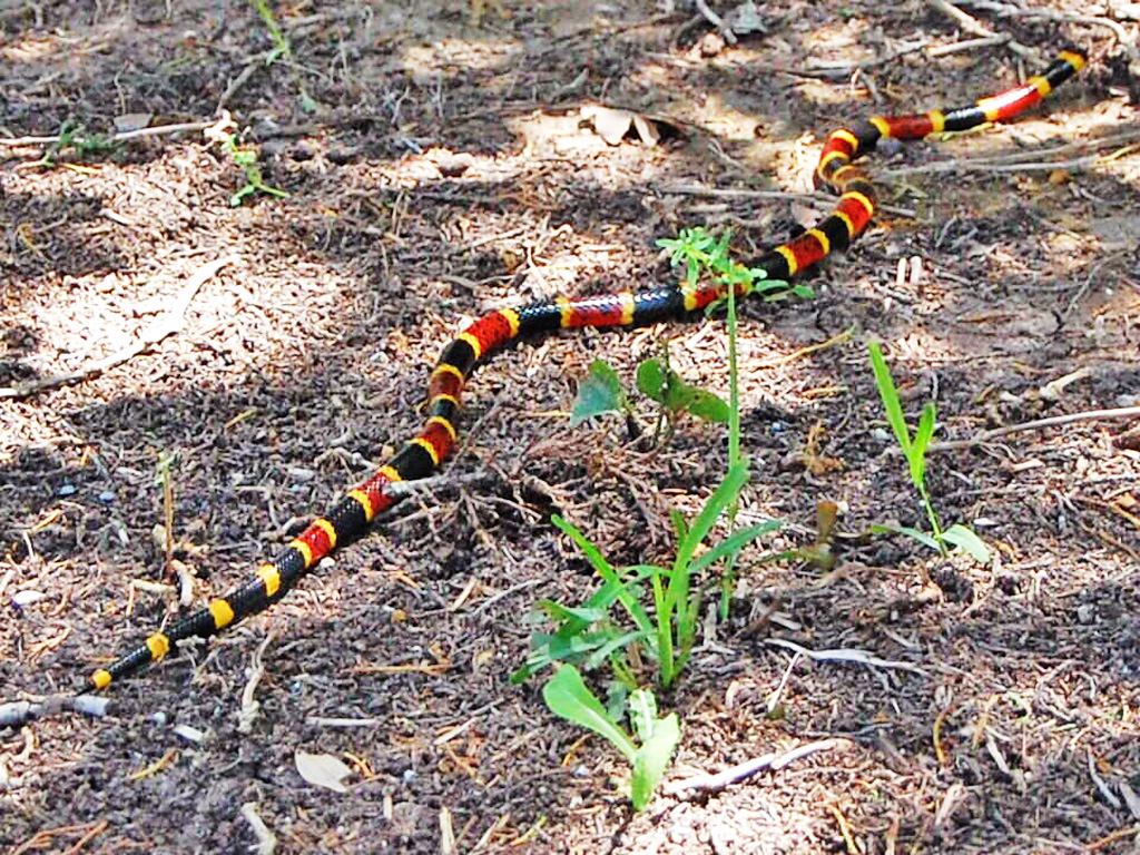 venomous snakes texas