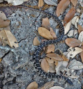 Juvenile Blotched Water Snake (Nerodia erythrogaster transversa): Michael Logozar, Round Rock, Texas --- 13 APR 2012 Juvenile Blotched Water Snake (Nerodia erythrogaster transversa): Michael Logozar, Round Rock, Texas --- 13 APR 2012
