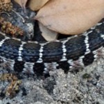 Juvenile Blotched Water Snake (Nerodia erythrogaster transversa): Mid-body markings; Michael Logozar, Round Rock, Texas --- 13 APR 2012
