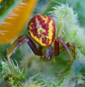 Thomisid Crab Spider female: dorsal habitus; Regina Weishuhn, Grand Prairie, TX --- 16 April 2012 Thomisid Crab Spider female: dorsal habitus; Regina Weishuhn, Grand Prairie, TX --- 16 April 2012